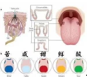 成人如何清洁舌苔视频,成人日常口腔卫生保养指南