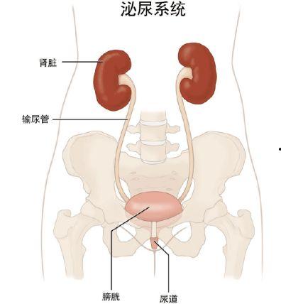成人膀胱容器图片高清视频,成人膀胱容器内部结构图解