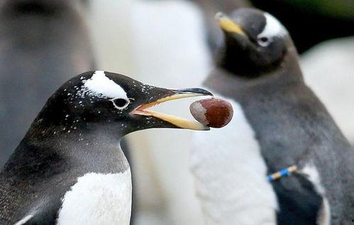 小鸟求偶搞笑视频成人