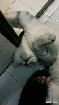 成人瑜伽教学视频大全,全方位成人瑜伽课程解析